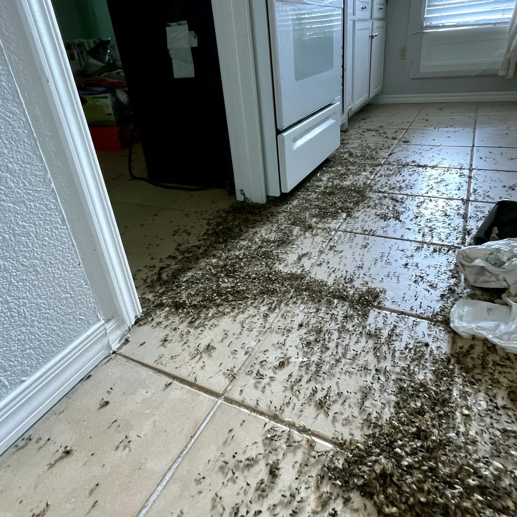Rodent Droppings rodent control service in Waterbury, CT